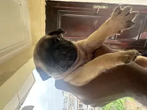 1-3 months Female Purebred Pug