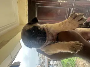 1-3 months Female Purebred Pug