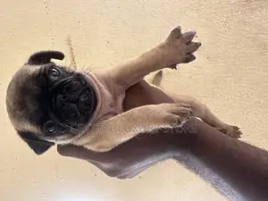 1-3 months Female Purebred Pug