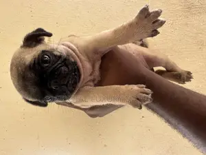1-3 months Female Purebred Pug