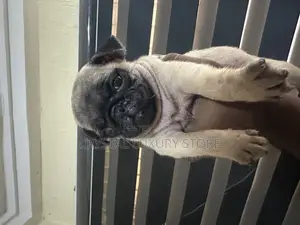 1-3 months Female Purebred Pug