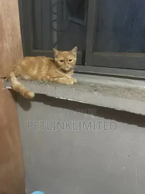 1-3 months Male Purebred British Shorthair