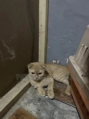 1-3 months Male Purebred Scottish Fold