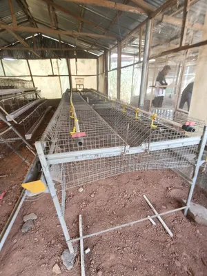 Poultry Experts And Battery Cage