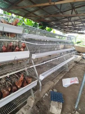 Cages For Layers