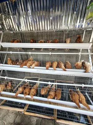 Poultry Pen House
