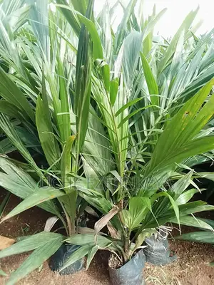 Malaysia Hybrid Palm