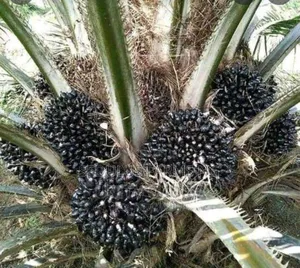 Tenera Palm Oil Nursary Now Available
