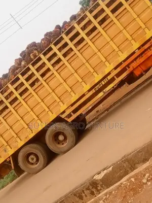 Fresh Uprooted Palm Seedlings,Plant Today, Harvest Tomorrow