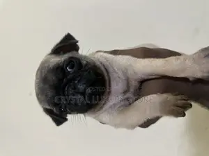 1-3 months Female Purebred Pug