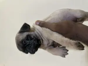 1-3 months Female Purebred Pug