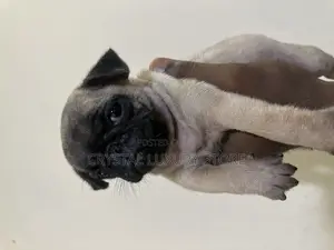 1-3 months Female Purebred Pug