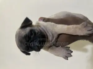 1-3 months Female Purebred Pug