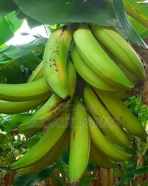 Hybrid Elephants Giant Plantain Suckers