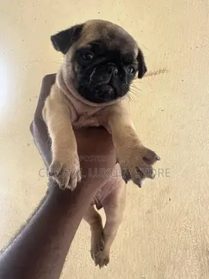 1-3 months Female Purebred Pug