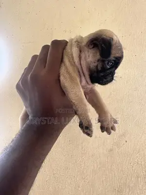 1-3 months Female Purebred Pug