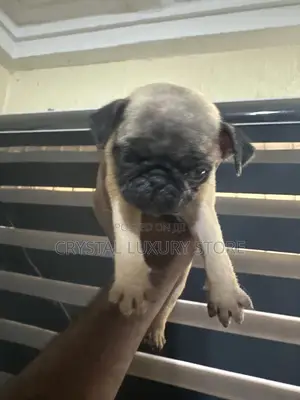 1-3 months Female Purebred Pug