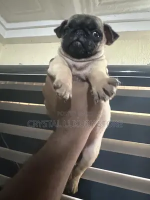 1-3 months Female Purebred Pug
