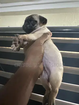 1-3 months Female Purebred Pug