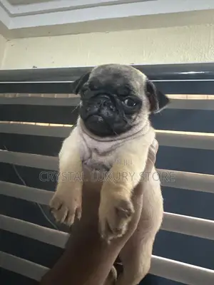 1-3 months Male Purebred Pug