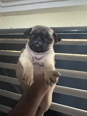 1-3 months Male Purebred Pug
