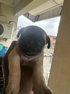 1-3 months Female Purebred Pug