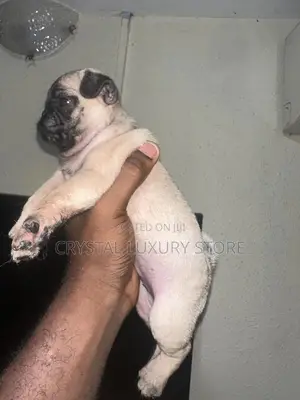1-3 months Female Purebred Pug