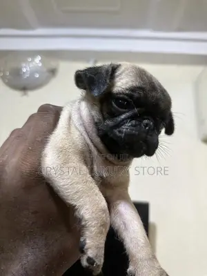1-3 months Female Purebred Pug