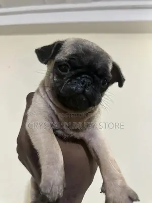 1-3 months Male Purebred Pug