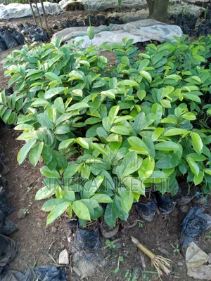Soursop Seedlings