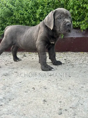 1-3 months Female Purebred Cane Corso