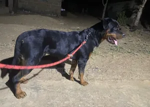 1+ year Male Purebred Rottweiler