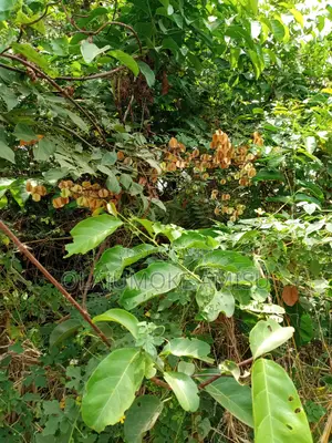 Acres of Land for Sale