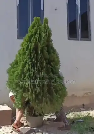 Outdoor Plant