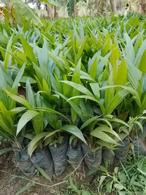 Tenera Seedlings
