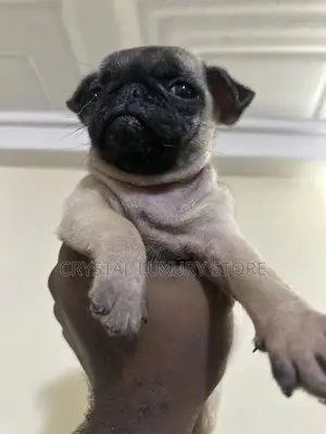 1-3 months Female Purebred Pug