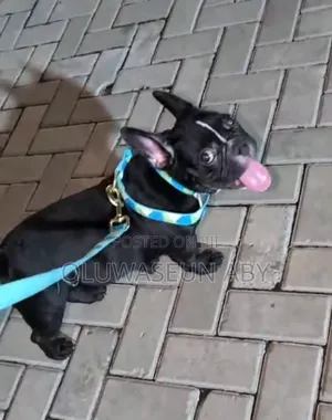 3-6 months Male Purebred French Bulldog