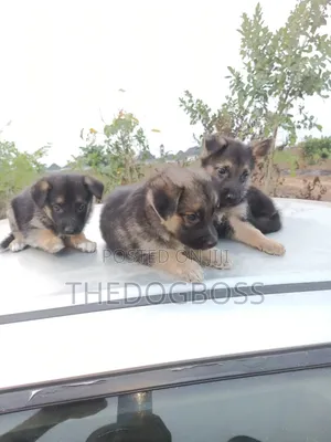 1-3 months Male Purebred German Shepherd