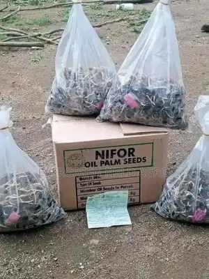 Hybrid Tenera F1 Oil Palm Seedlings
