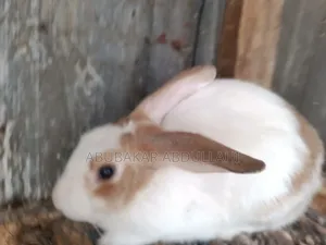 Buck ( Male Rabbit)
