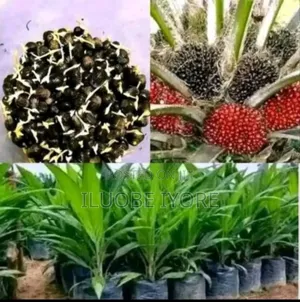 High Bridge Oil Palm Seedless Highly Productive