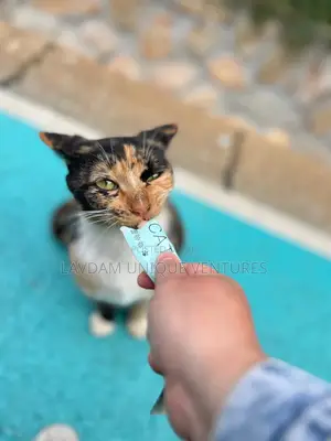 Delicious Cat Treats For Healthy And Happy Cats