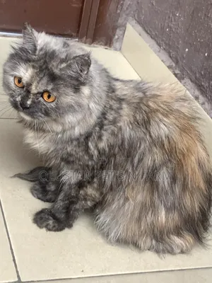 3-6 months Female Purebred Persian