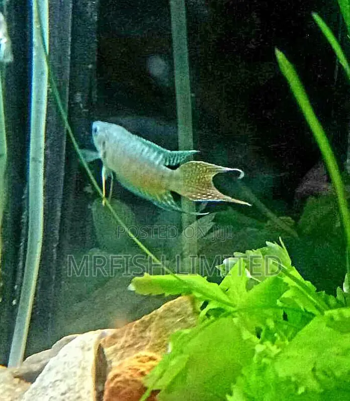 Paradise Fish