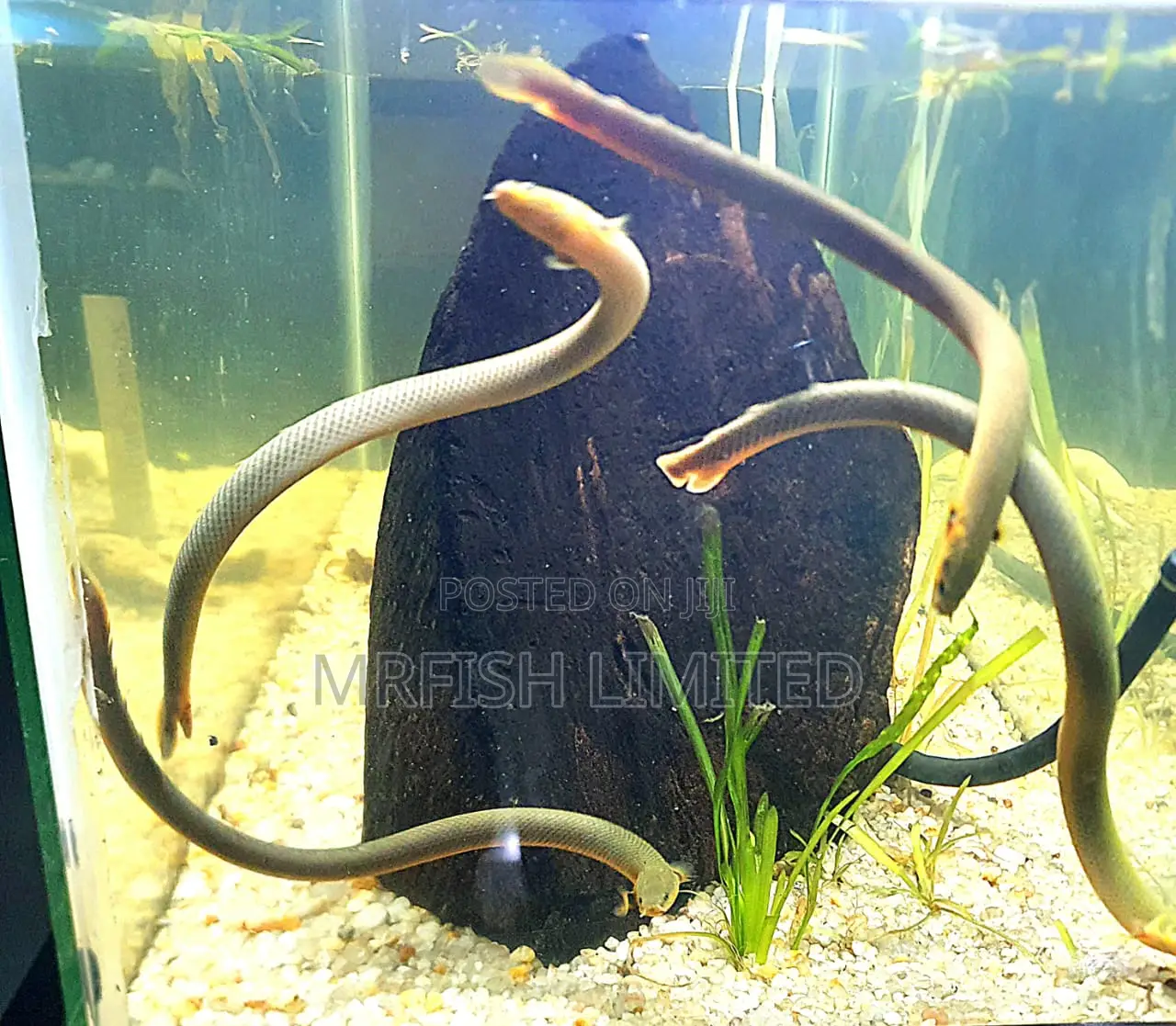 Snake Eel Fish
