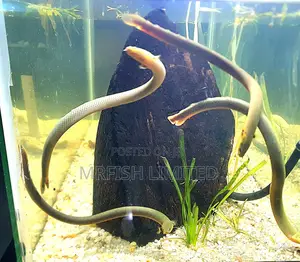 Snake Eel Fish