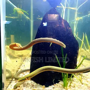 Snake Eel Fish