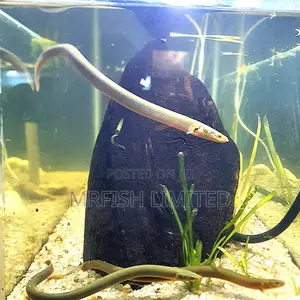 Snake Eel Fish