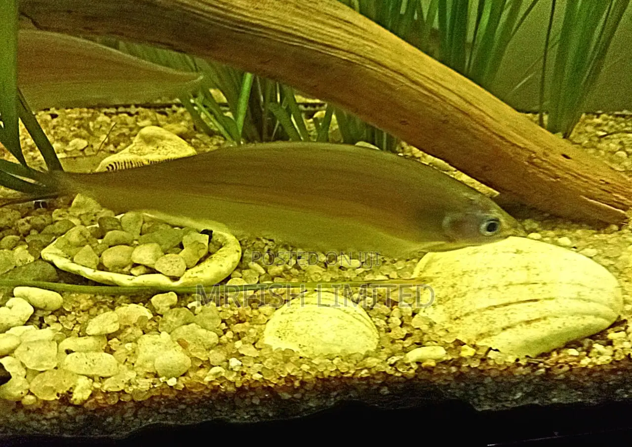 Knife Fish