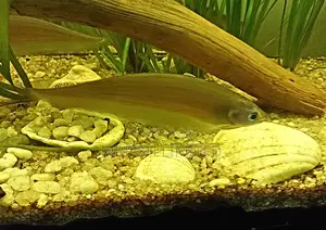 Knife Fish